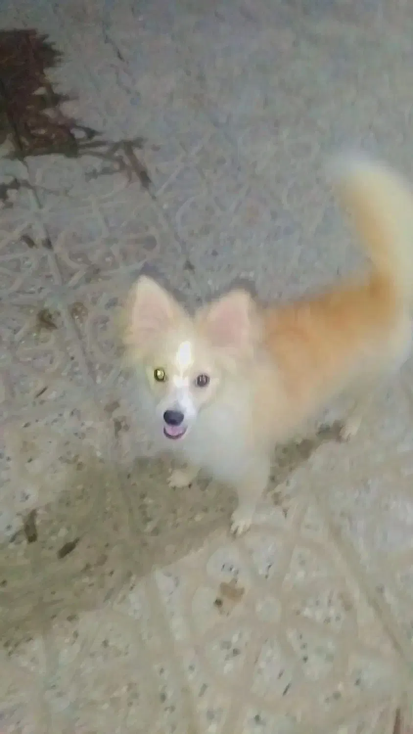 سگ باهوش اشپیز بامرین|سگ|بندرعباس, |دیوار