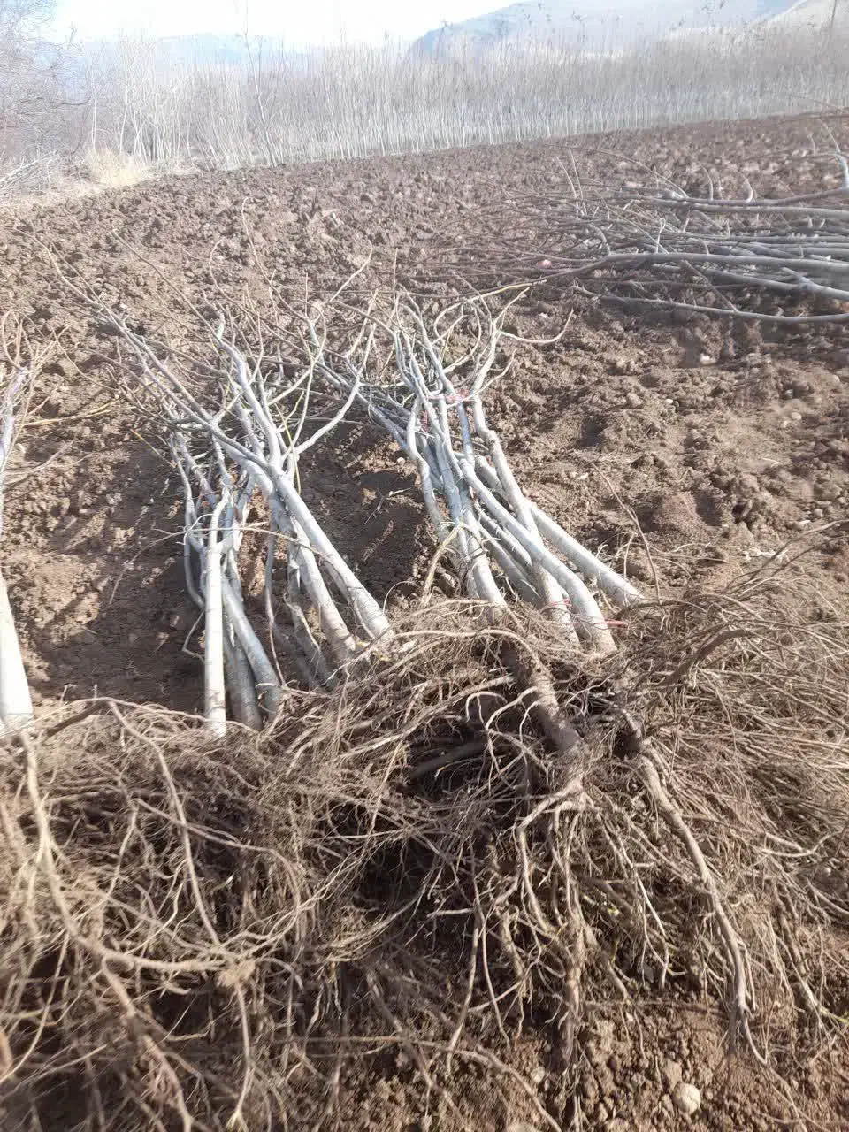 نهال اسرایلی گردو|خدمات باغبانی و درختکاری|تهران, یاخجی آباد|دیوار