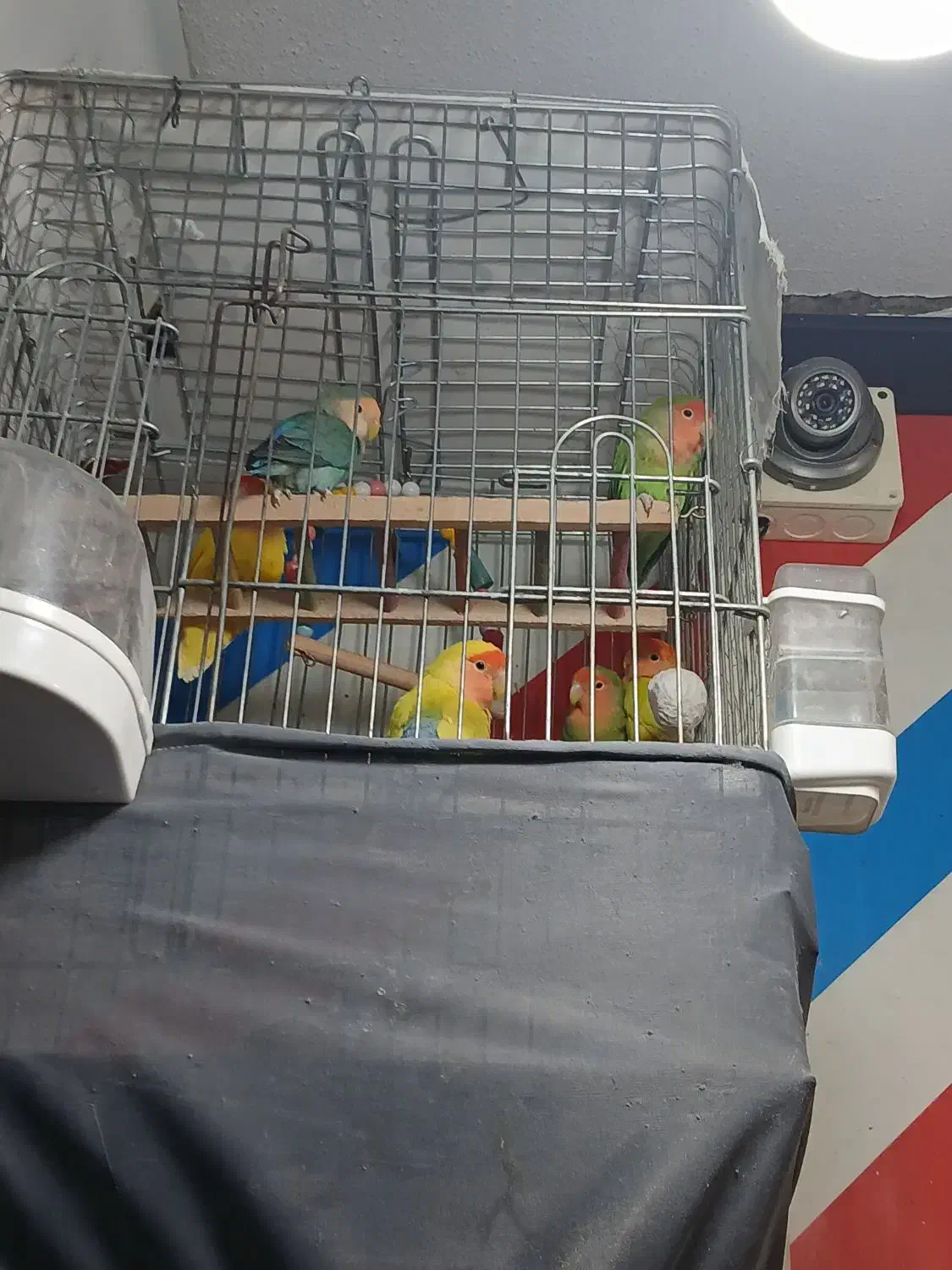 معاوضه با عروس هلندی|پرنده|پاکدشت, پاکدشت (مامازند)|دیوار