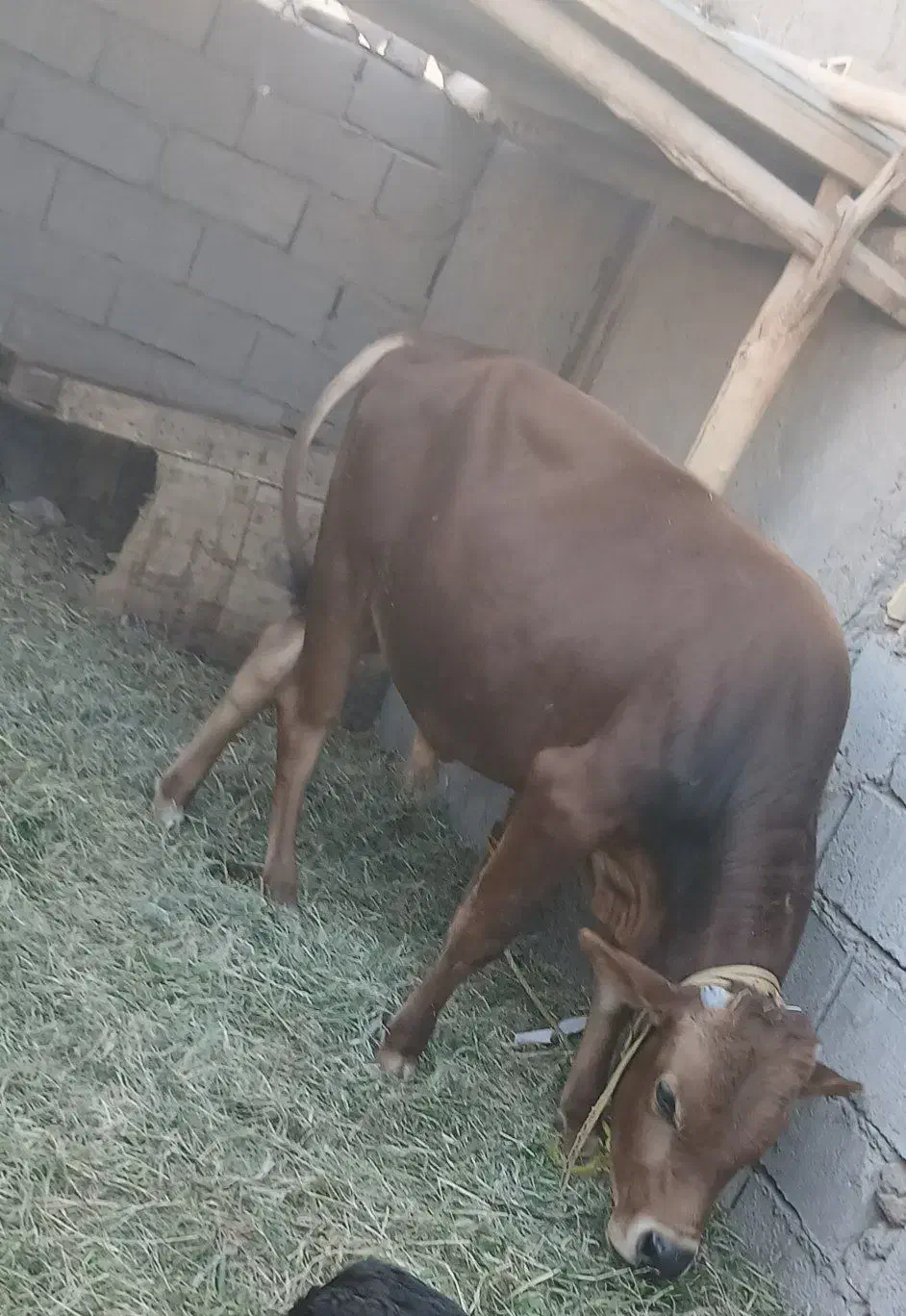 گوسفند با گاو|حیوانات مزرعه|نرماشیر, |دیوار