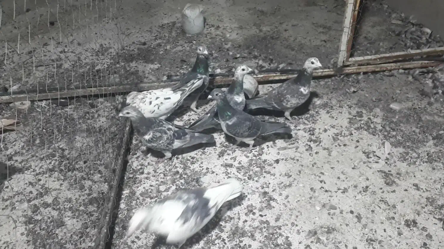 ۷تامسافتی پرشی بزک سبز|پرنده|سیمکان, |دیوار