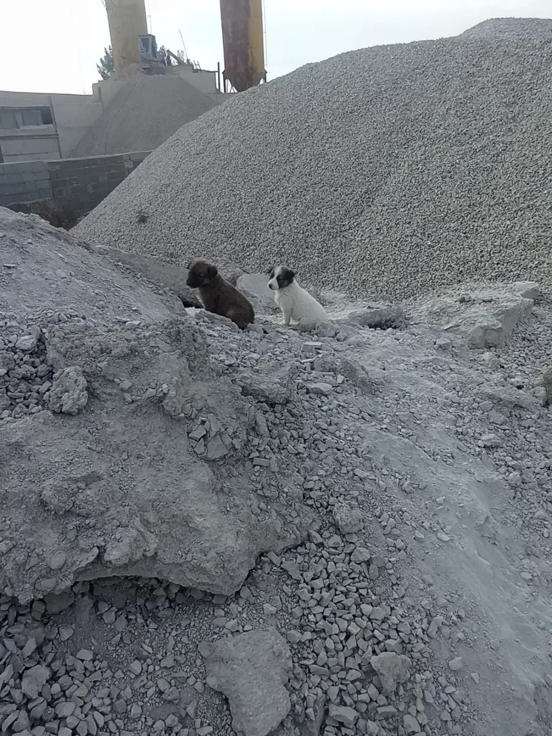 پنچ عدد توله سگ|سگ|کرمانشاه, |دیوار