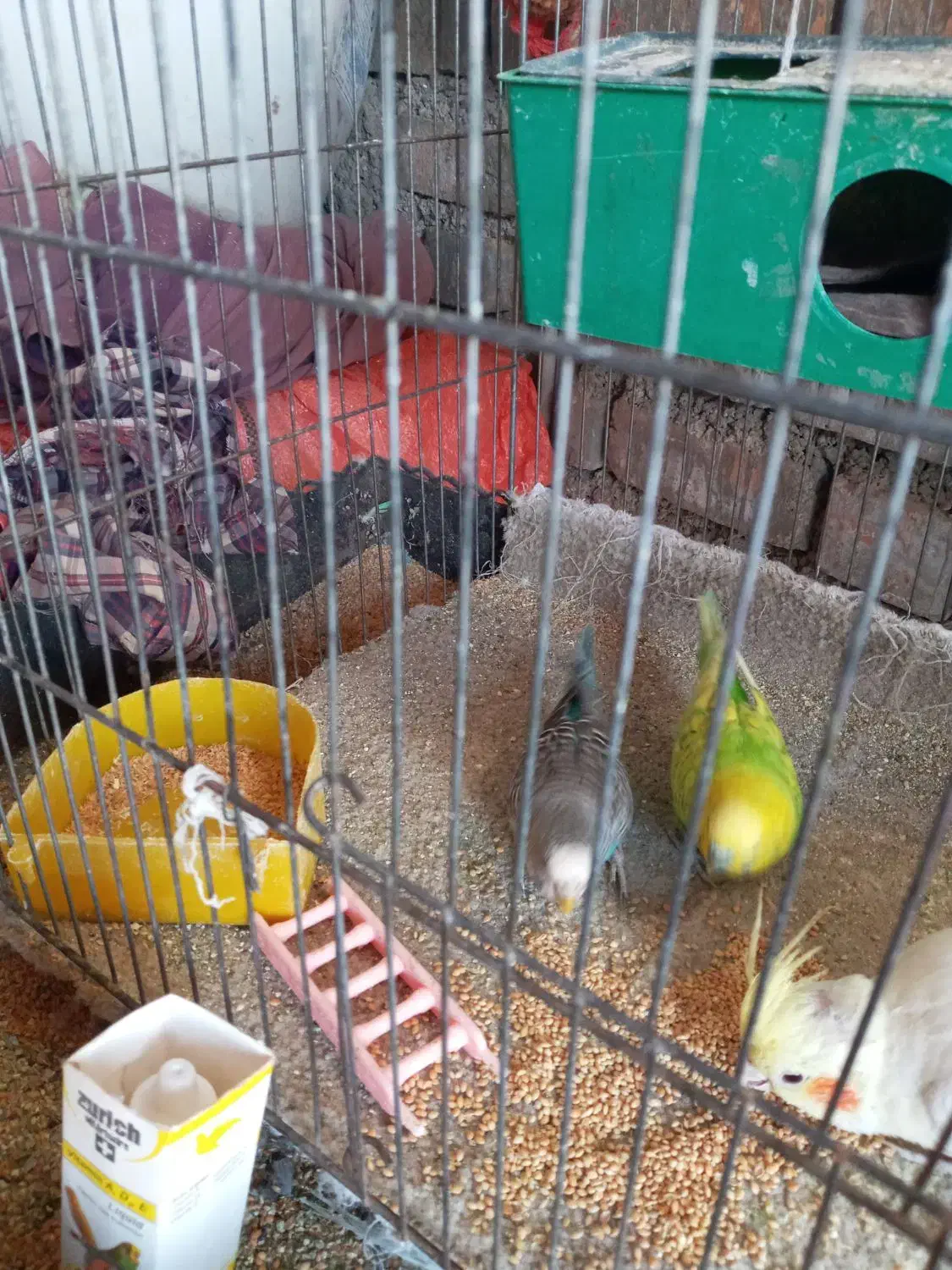 مرغ عشق|پرنده|آبدانان, |دیوار