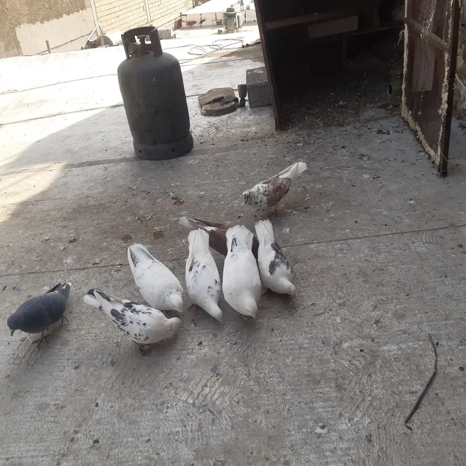 کبوتر|پرنده|بومهن, |دیوار