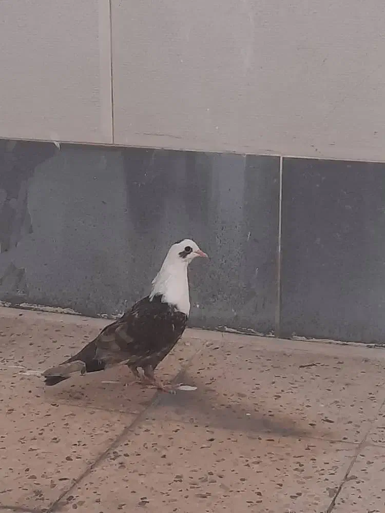 کبوتر کله سفید|پرنده|بهبهان, |دیوار