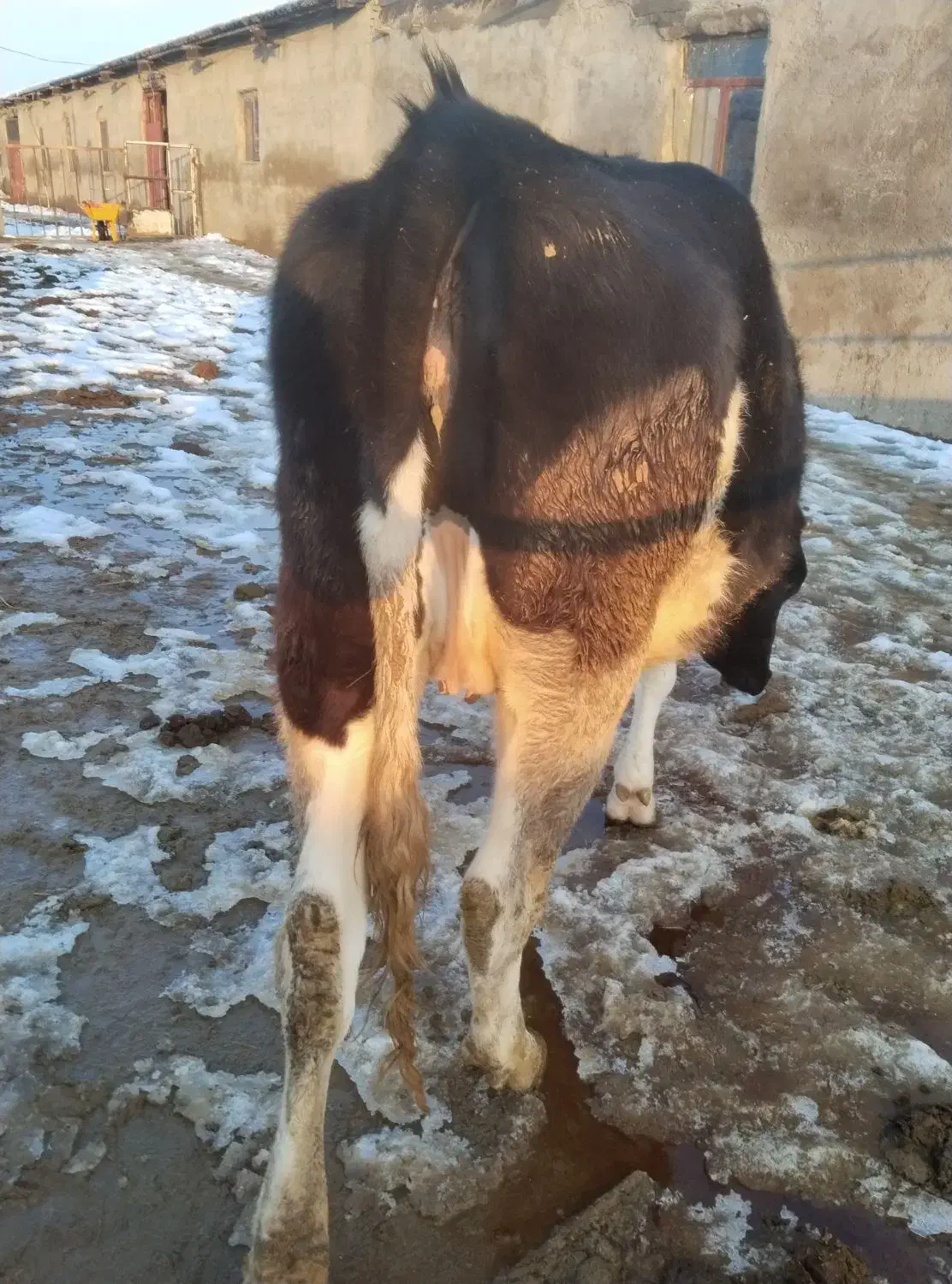 گاو|حیوانات مزرعه|قوچان, |دیوار