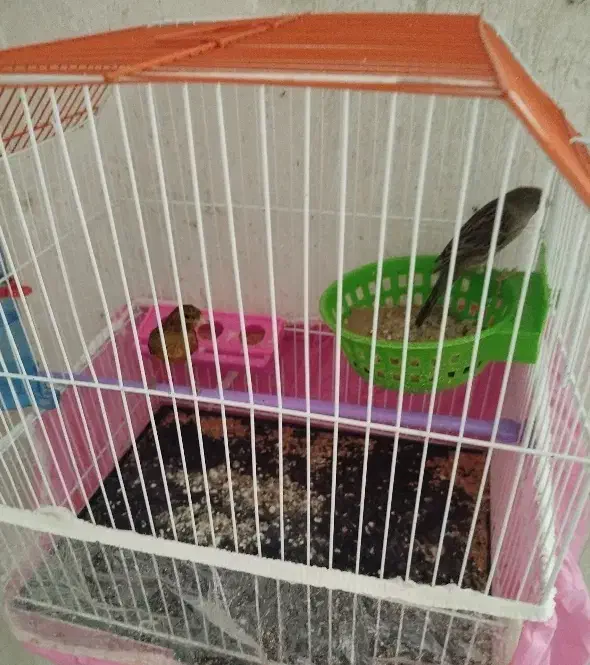 یک جفت قناری دم زرد با قفس|پرنده|بهبهان, |دیوار