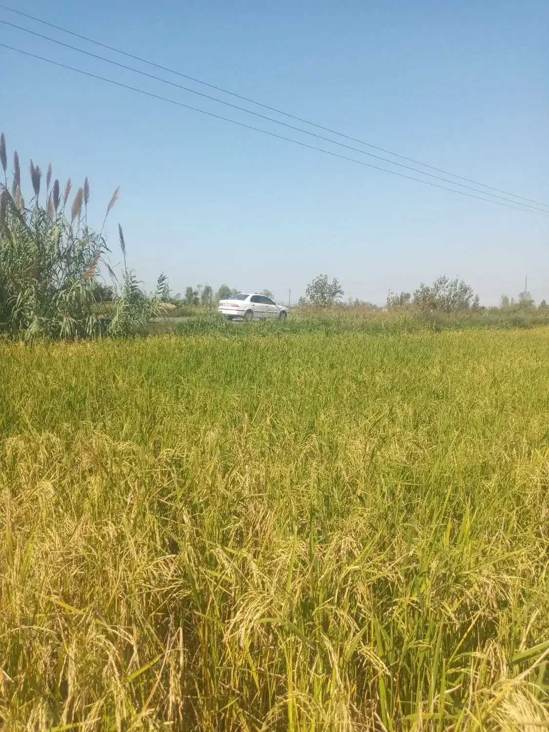 زمین کشاورزی|فروش دفتر صنعتی، کشاورزی، تجاری|آمل, |دیوار