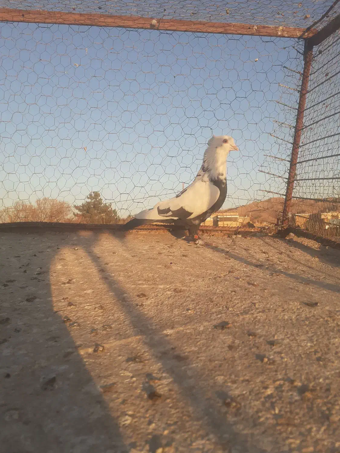 نر چتن سیاه کاکلی|پرنده|تربتحیدریه, پائین ولایت|دیوار