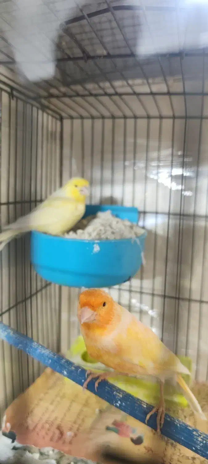 قناری جفت با جوجه|پرنده|تهران, جوادیه تهرانپارس|دیوار