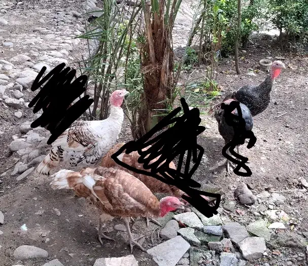 تعدادی مرغ خروس، غاز کاکلی، اردک کاکلی و بوقلمون|حیوانات مزرعه|لنگرود, |دیوار