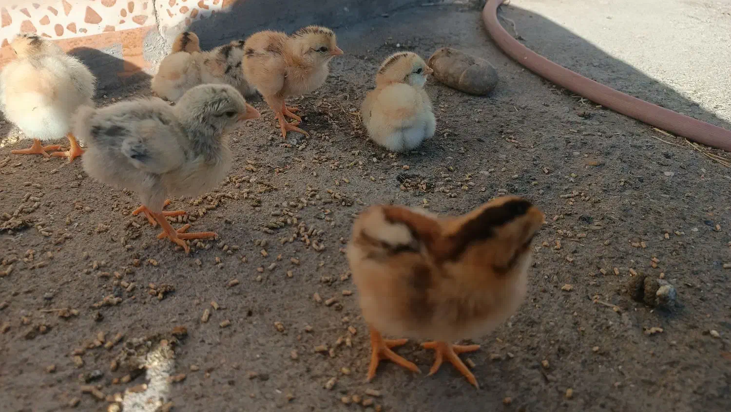 جوجه محلی سه روزه|حیوانات مزرعه|خمک, |دیوار