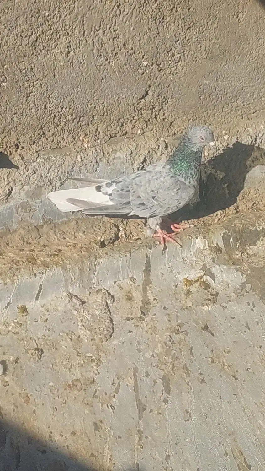 دم سفید،چپ|پرنده|تربت‌حیدریه, اندیشه|دیوار