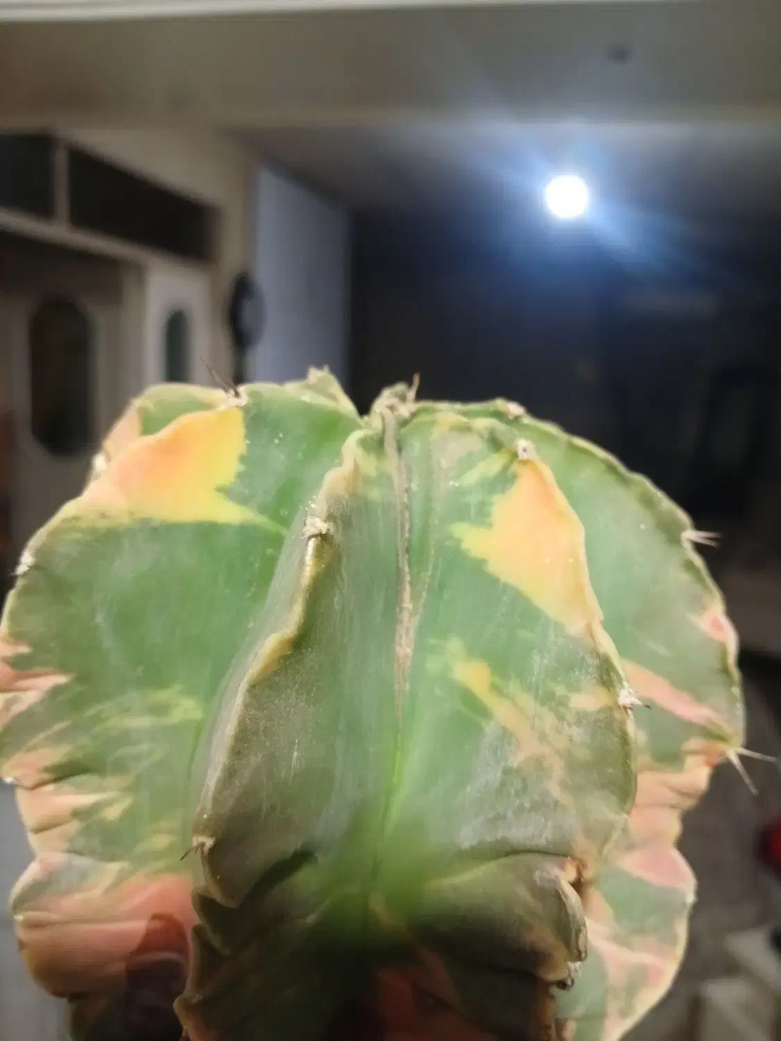 آسترفیتوم(ابلق)|گل و گیاه طبیعی|الوند, |دیوار