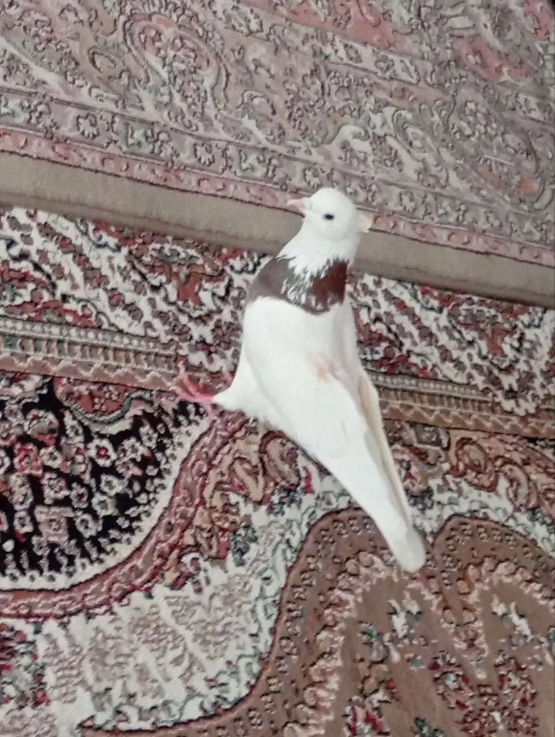 یک عدد کبوتر|حیوانات|کرمانشاه, |دیوار