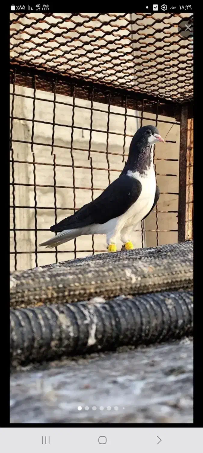 گمشده|حیوانات|مشهد, مصلی (کارمندان اول)|دیوار