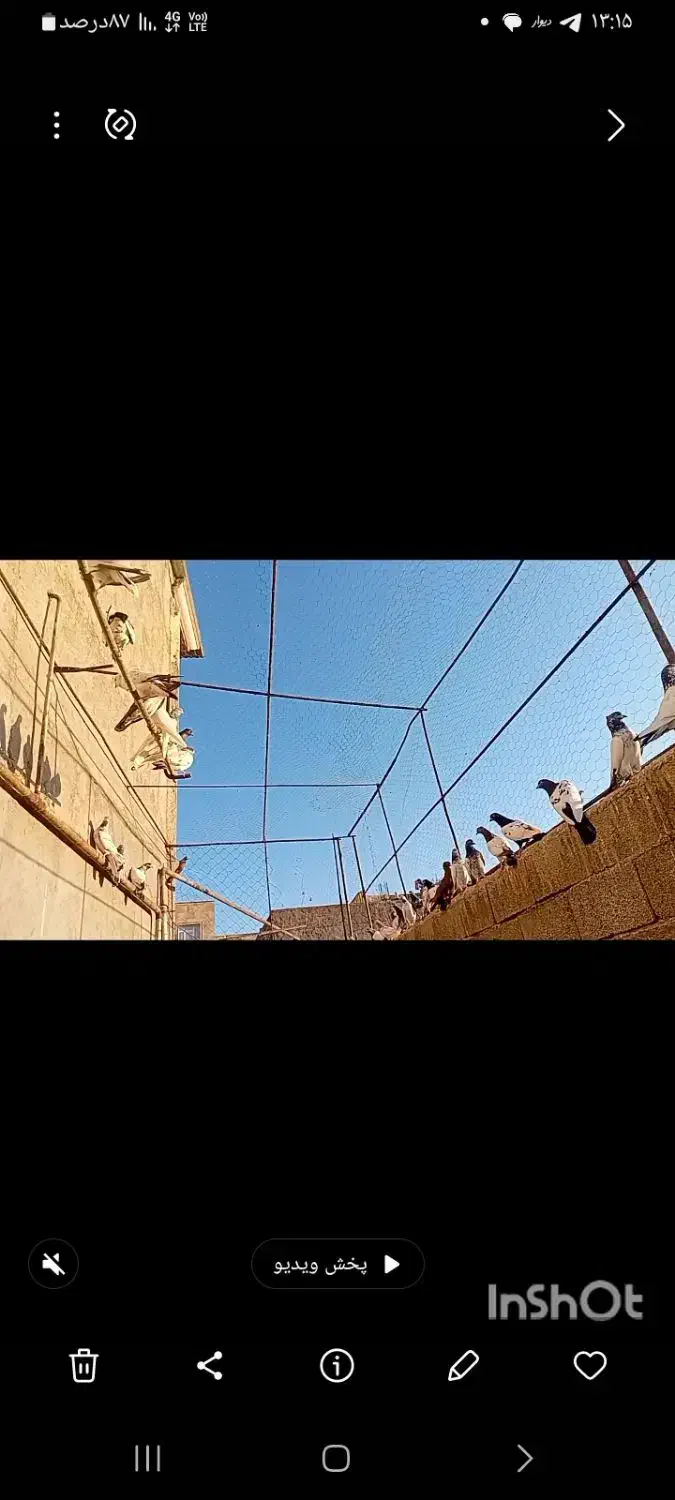 یکی۳۰۰|پرنده|ویلکیج, |دیوار