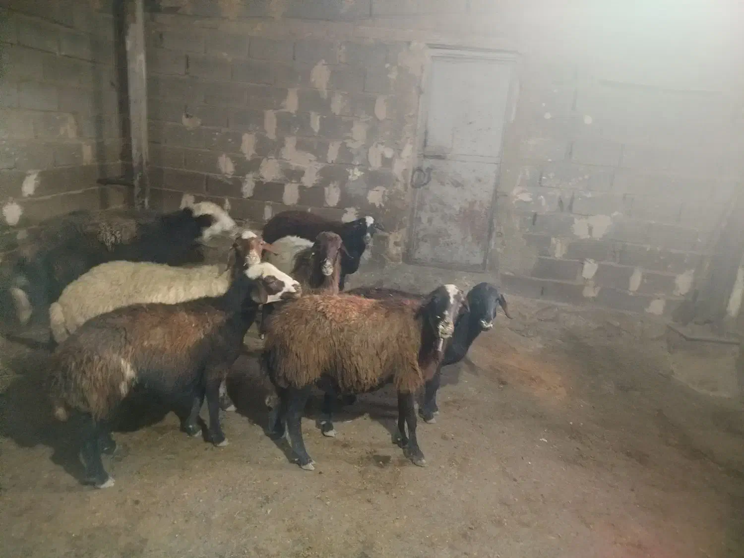 میش جوان|حیوانات مزرعه|زاغه, |دیوار