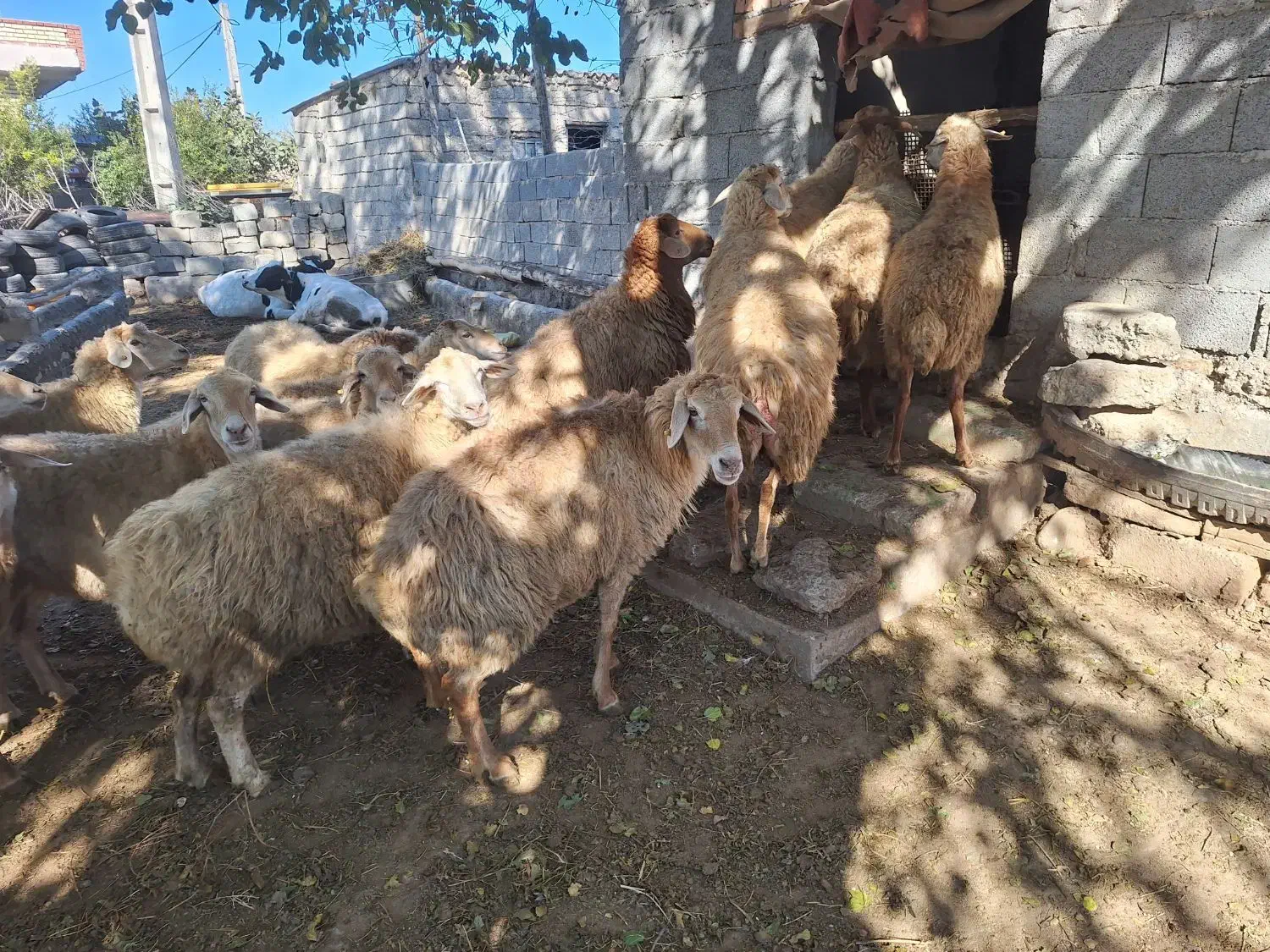 گوسفندان|حیوانات مزرعه|اسلام آباد, |دیوار