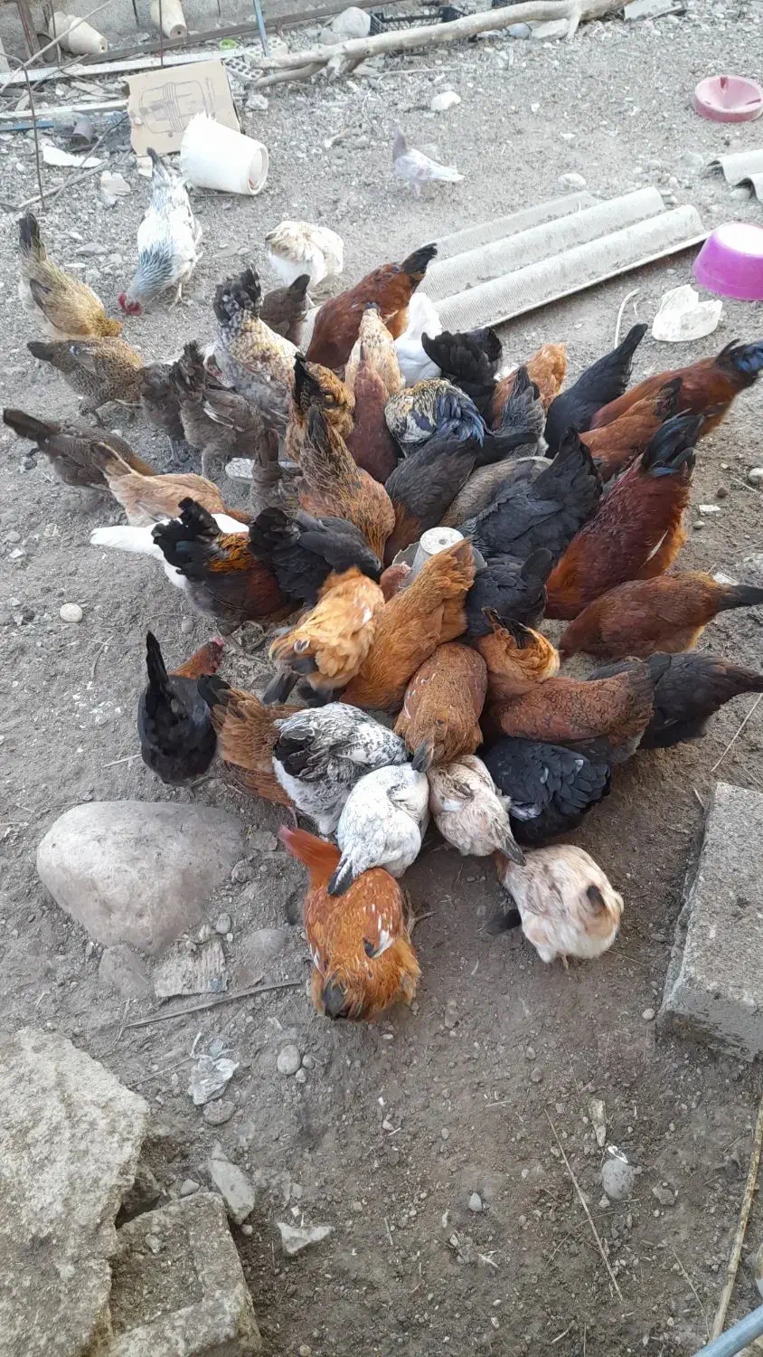 خروس و مرغ|حیوانات مزرعه|بهبهان, |دیوار