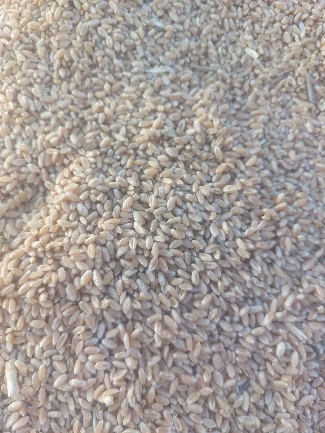 گندم بردسیر برای پخت نان|خوردنی و آشامیدنی|بردسیر, |دیوار