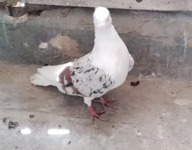 نر پلنگ|پرنده|بروجرد, |دیوار