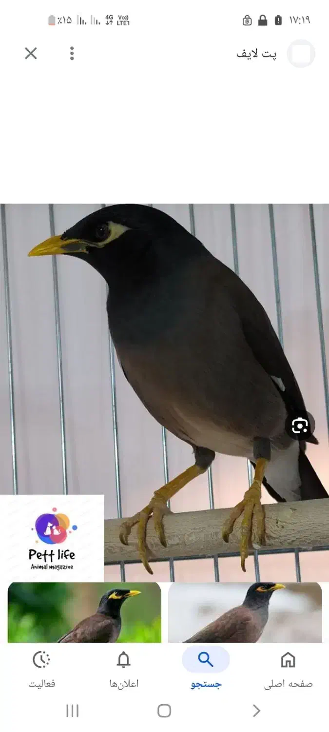 گمشده مینا|حیوانات|بندر امام خمینی, |دیوار