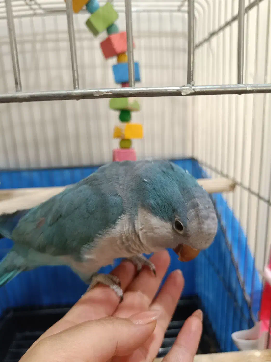 طوطی راهب سخنگو|پرنده|ملارد, |دیوار