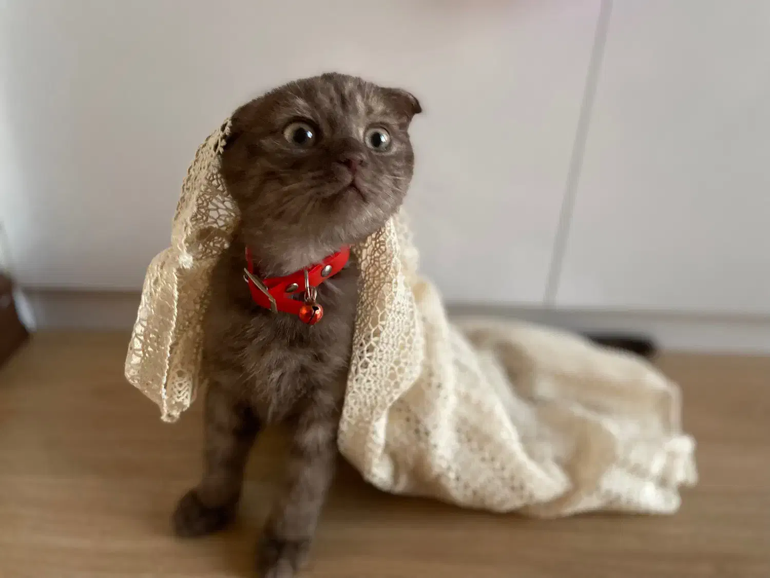 گربه بریتیش اسکاتیش|گربه|تبریز, |دیوار