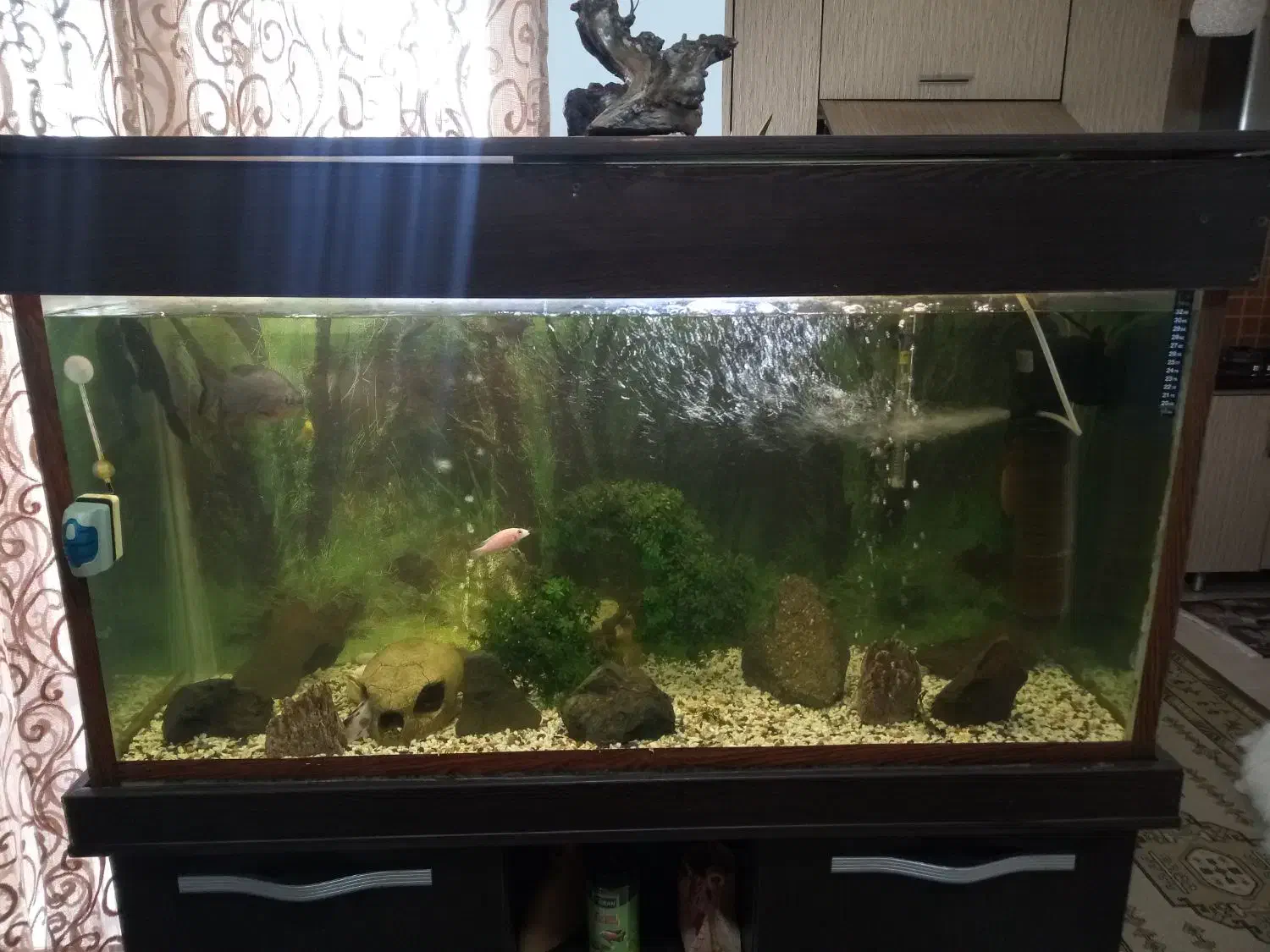 اکواریوم120|ماهی|رشت, کوی مهر|دیوار