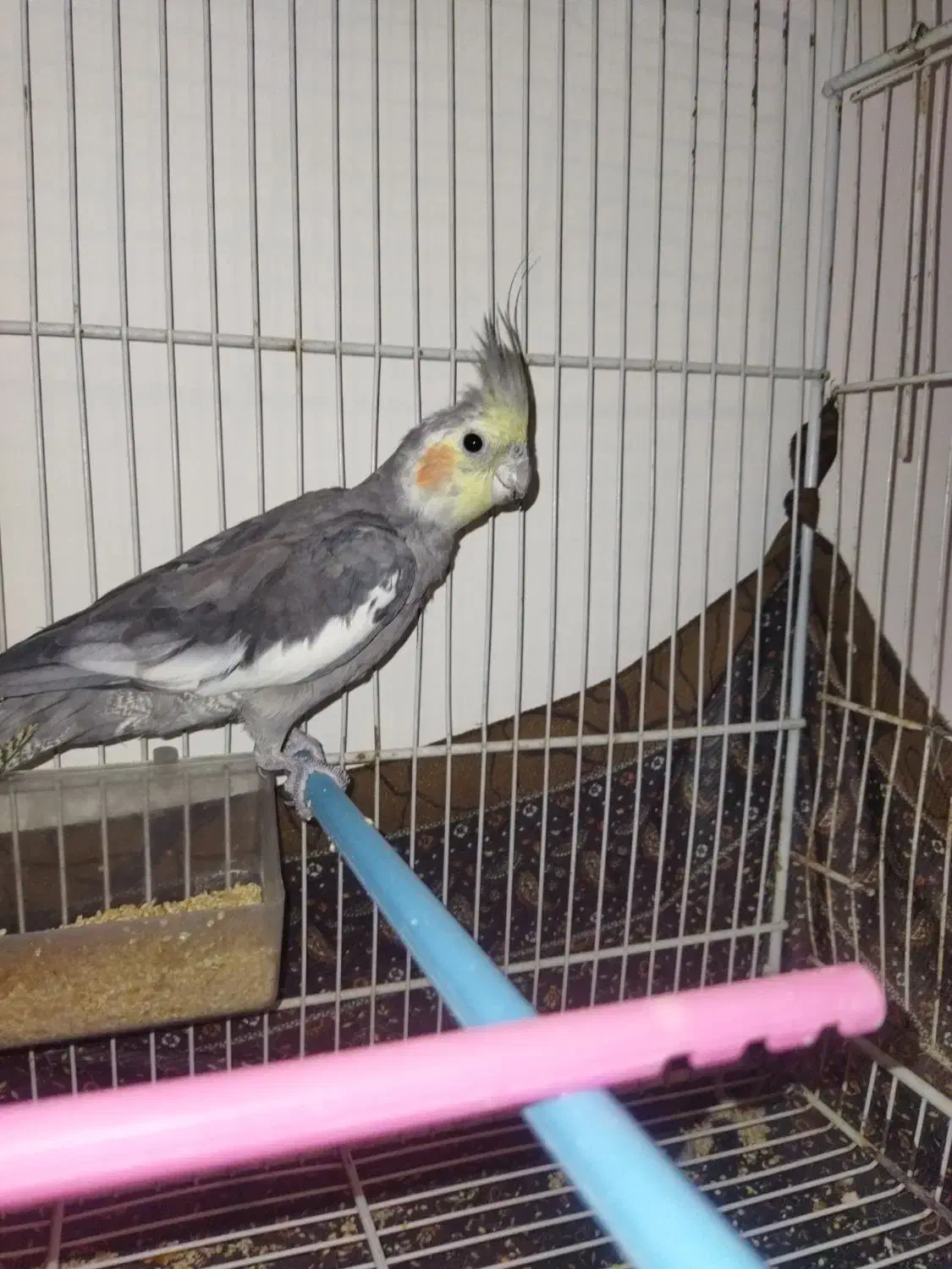 عروس هلندی|پرنده|مشهد, یاس|دیوار