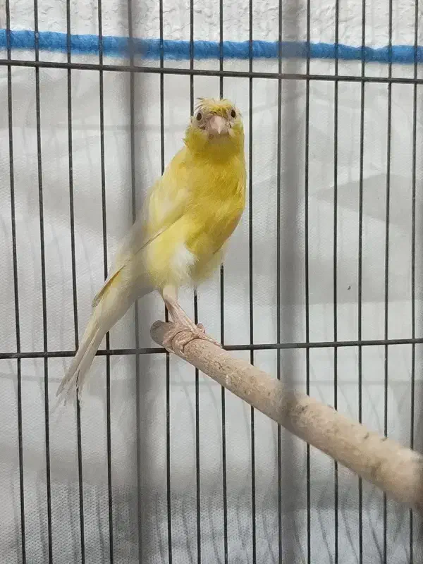 قناری|پرنده|بوشهر, |دیوار