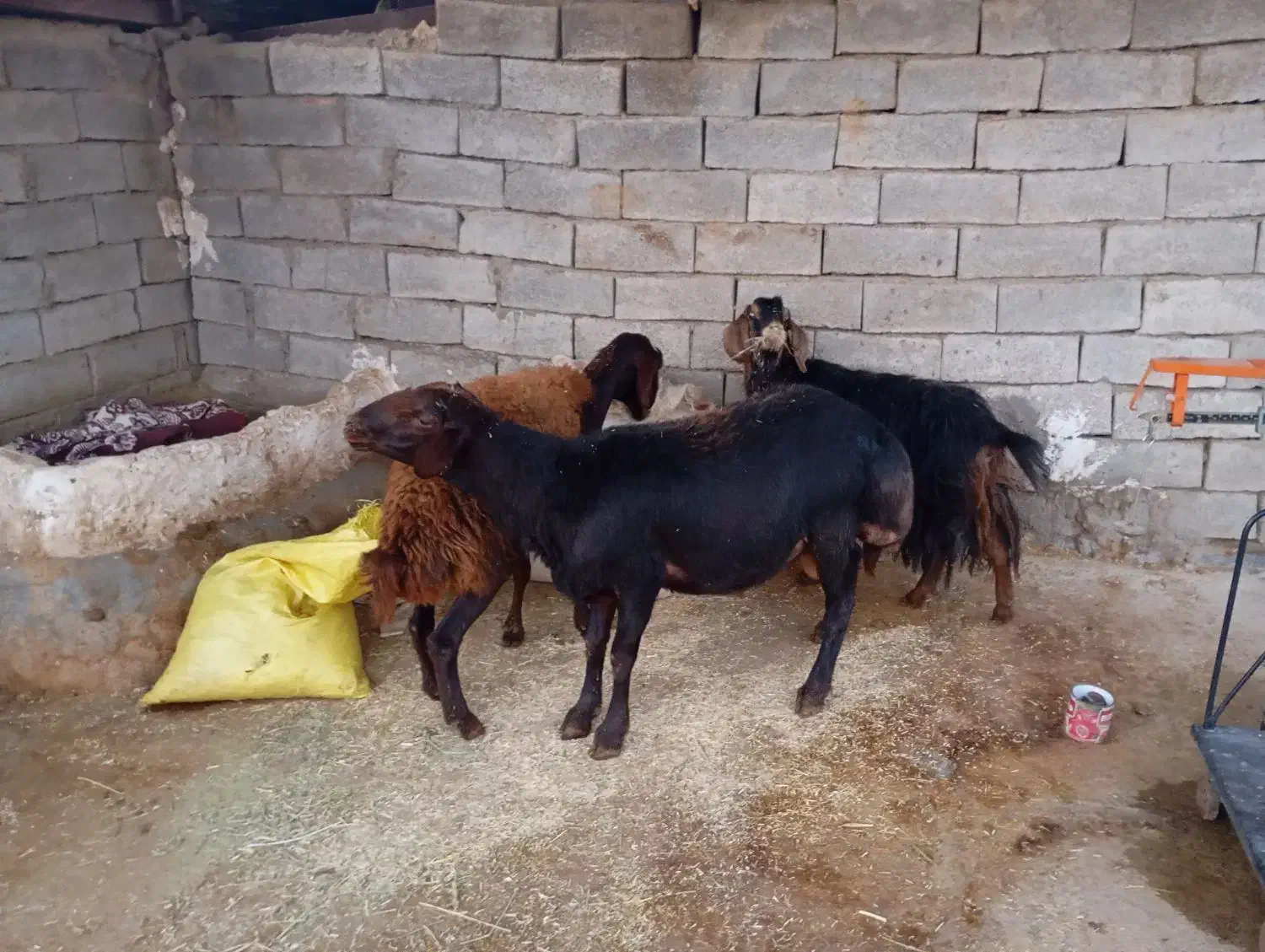 قوچغزل|حیوانات مزرعه|بروجرد, |دیوار