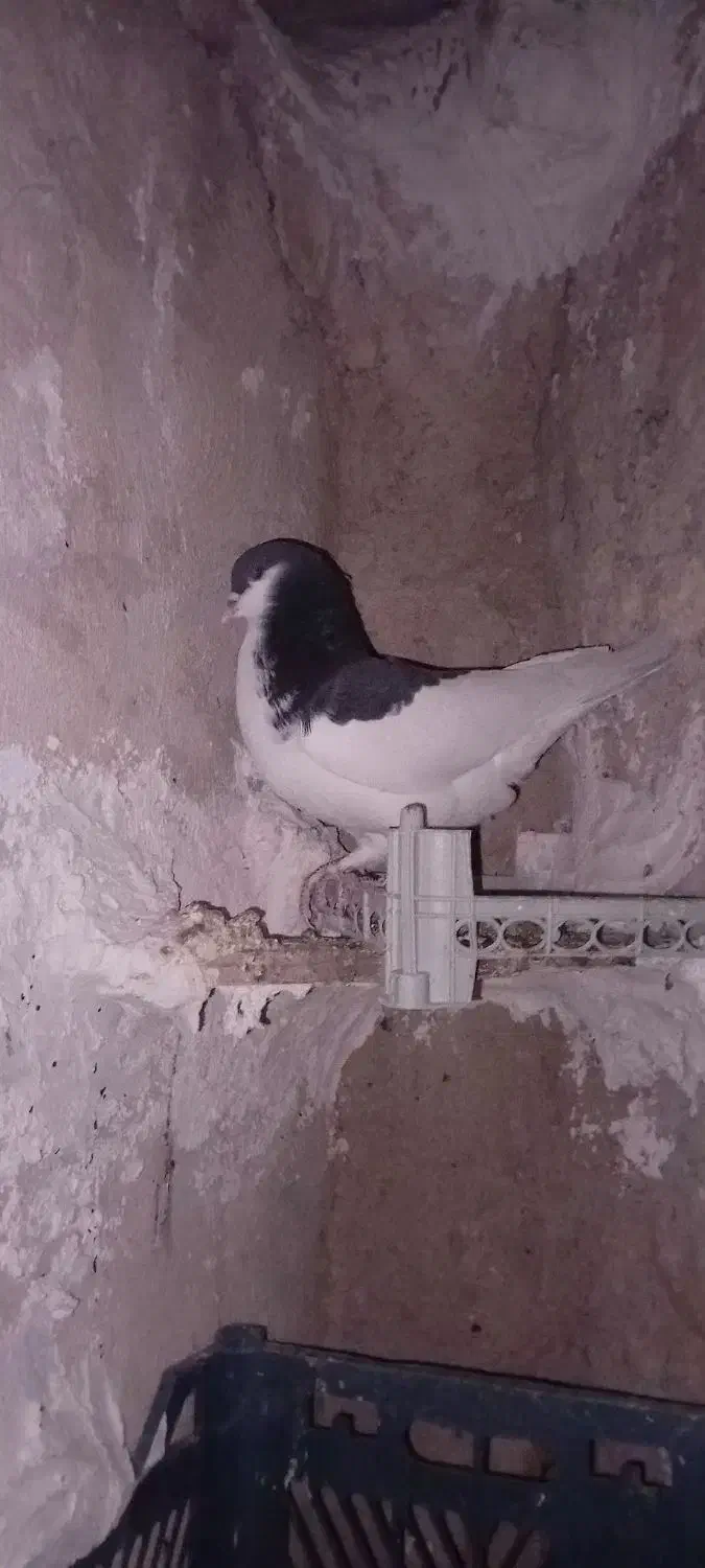 کبوتر طوقی و یال سیاه|پرنده|کازرون, |دیوار