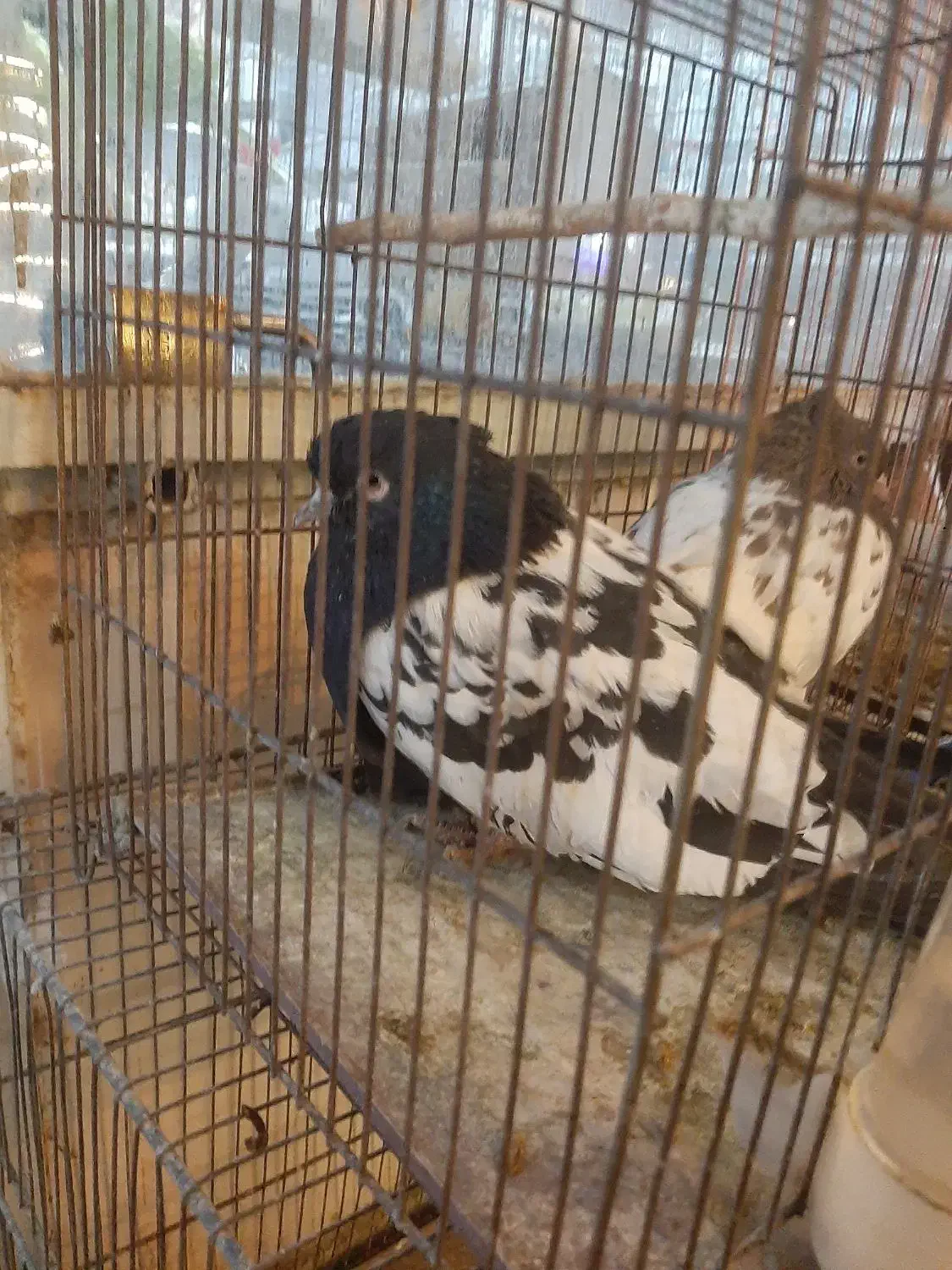 فروش یه جفت کفتر|پرنده|نطنز, |دیوار