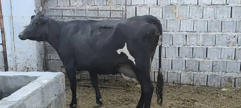 گاو برانسویس|حیوانات مزرعه|دهدشت, |دیوار