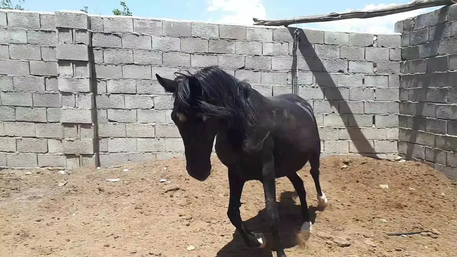 مادیان|اسب و تجهیزات اسبسواری|شهرکرد, |دیوار