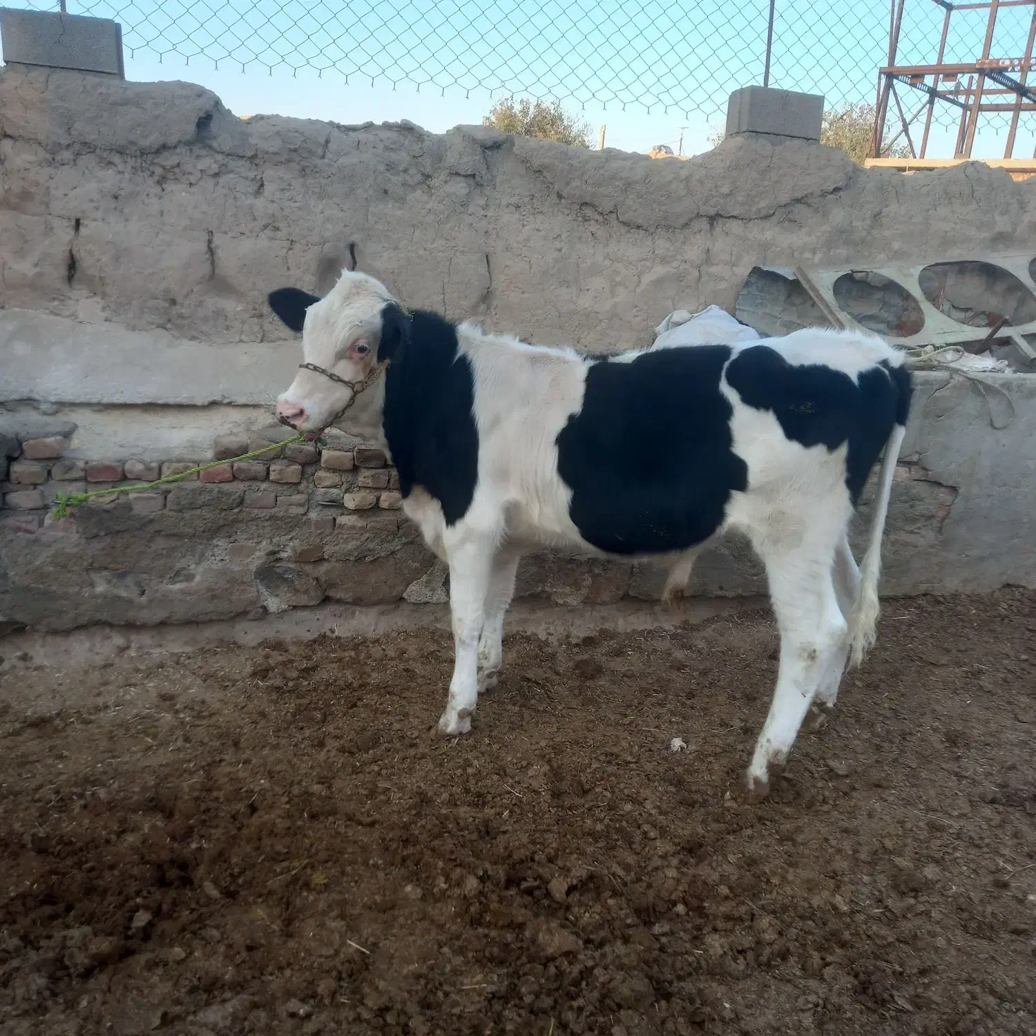 گوساله نر سیمینتال|حیوانات مزرعه|هلالی, |دیوار