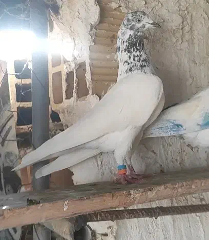 کبوتر تیدی .پرشی|پرنده|قلعه نو, |دیوار