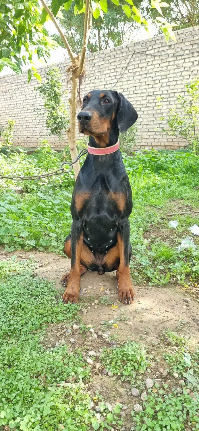 دوبرمن|سگ|اهواز, دانشگاه چمران|دیوار