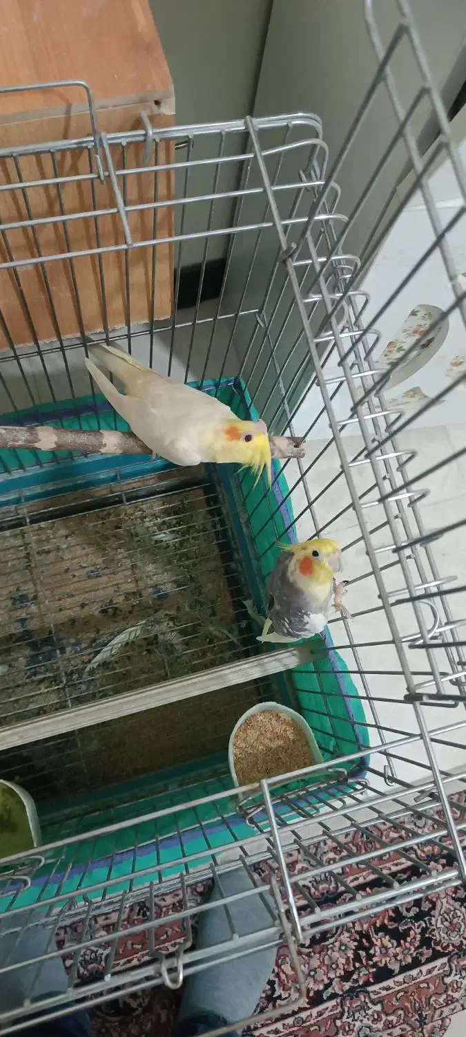 عروس هلندی|پرنده|کرج, شهرک یاس شمالی|دیوار