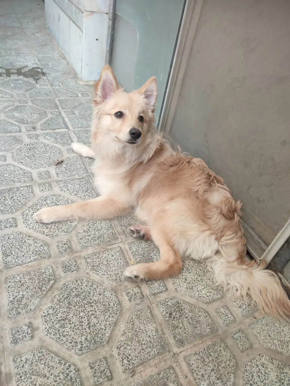 واگذاری سگ|سگ|فردیس, شهرک وحدت|دیوار