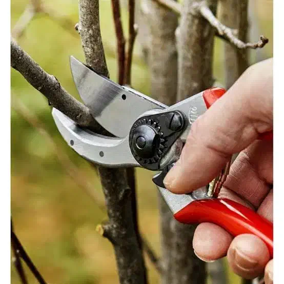 هرس درخت میوه|خدمات باغبانی و درختکاری|مشهد, شهید بهشتی|دیوار