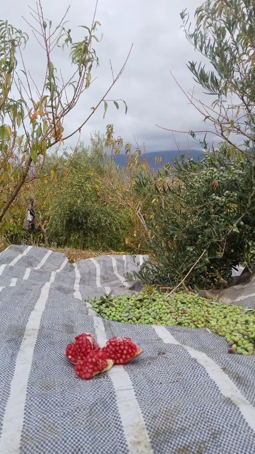 روغن زیتون آربیکن و کرنا محصول خودم|عمده‌فروشی|چورزق, |دیوار