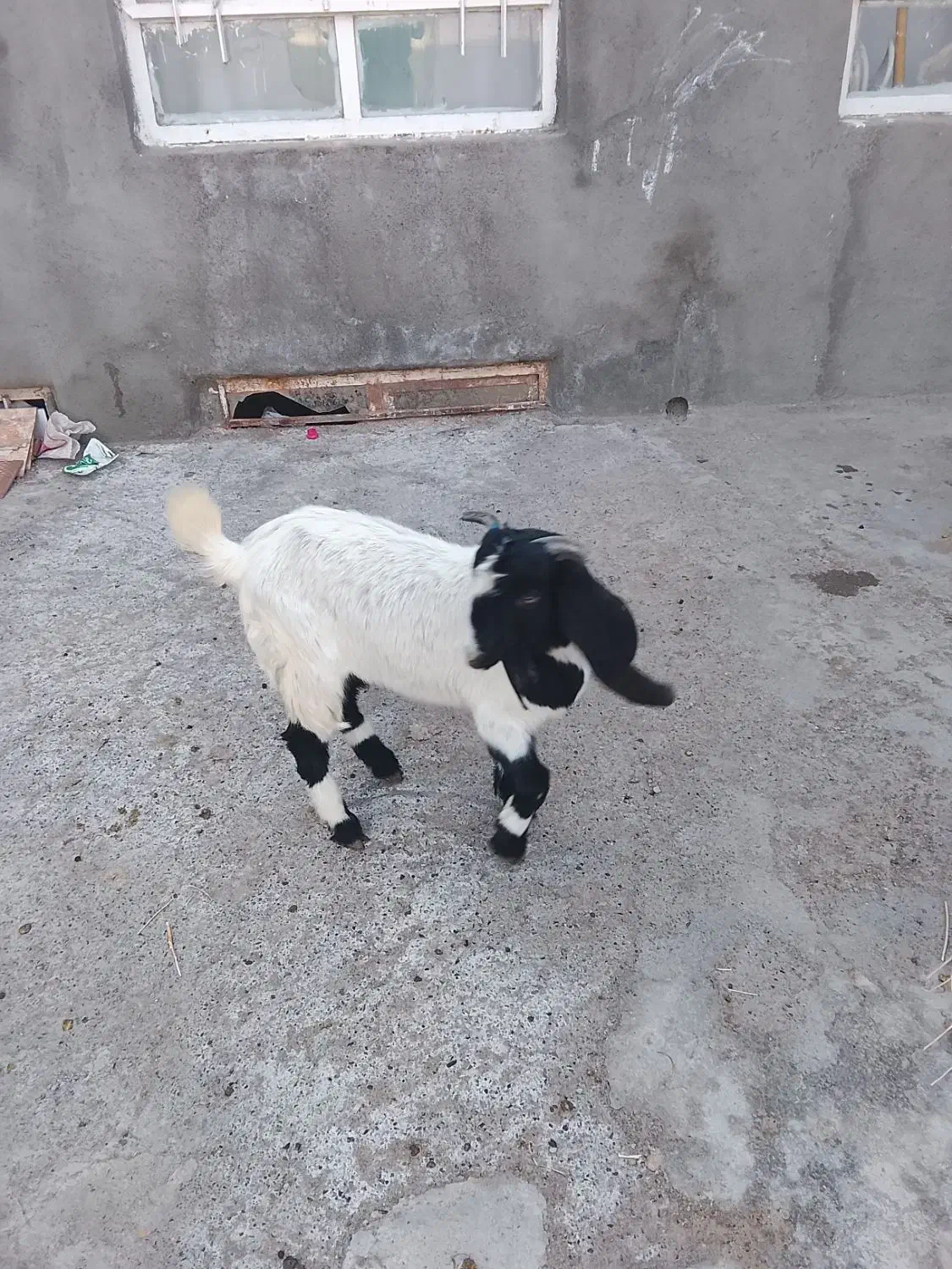 بزغاله|حیوانات مزرعه|تربت جام, میان جام|دیوار