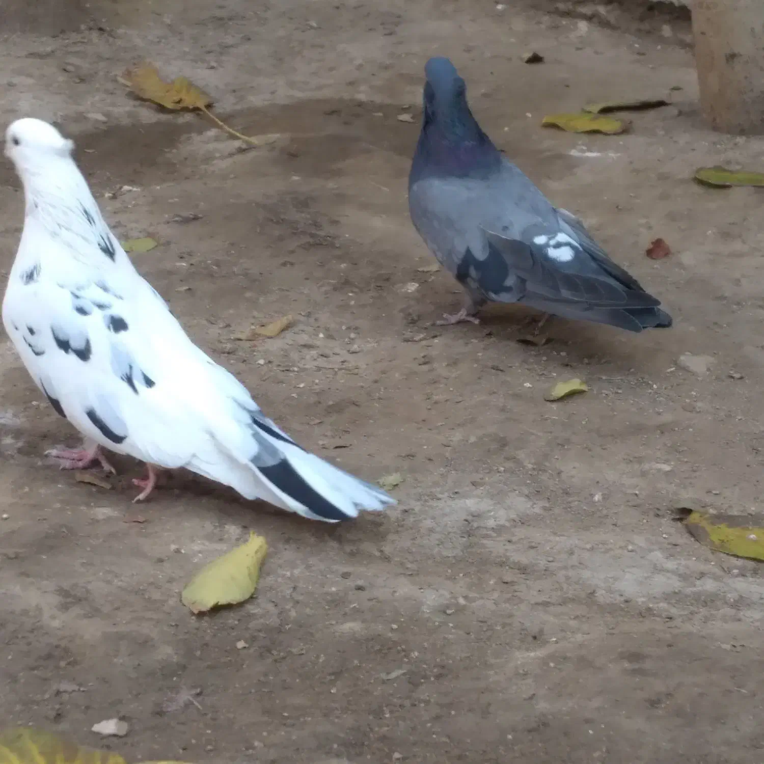 کبوتر نوک جم بسیار درشت به رنگ خال پیس|پرنده|ابهر, |دیوار