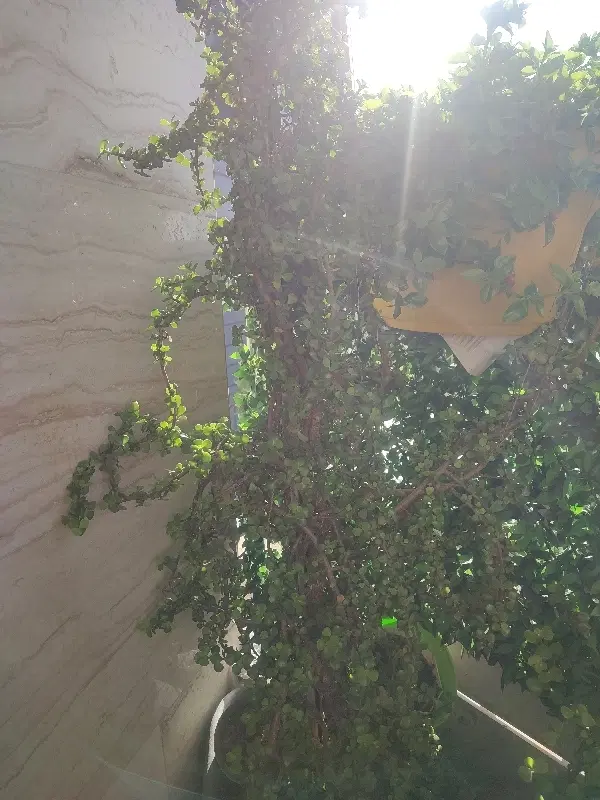 خرفه ای|گل و گیاه طبیعی|شهر ری, سرتخت|دیوار