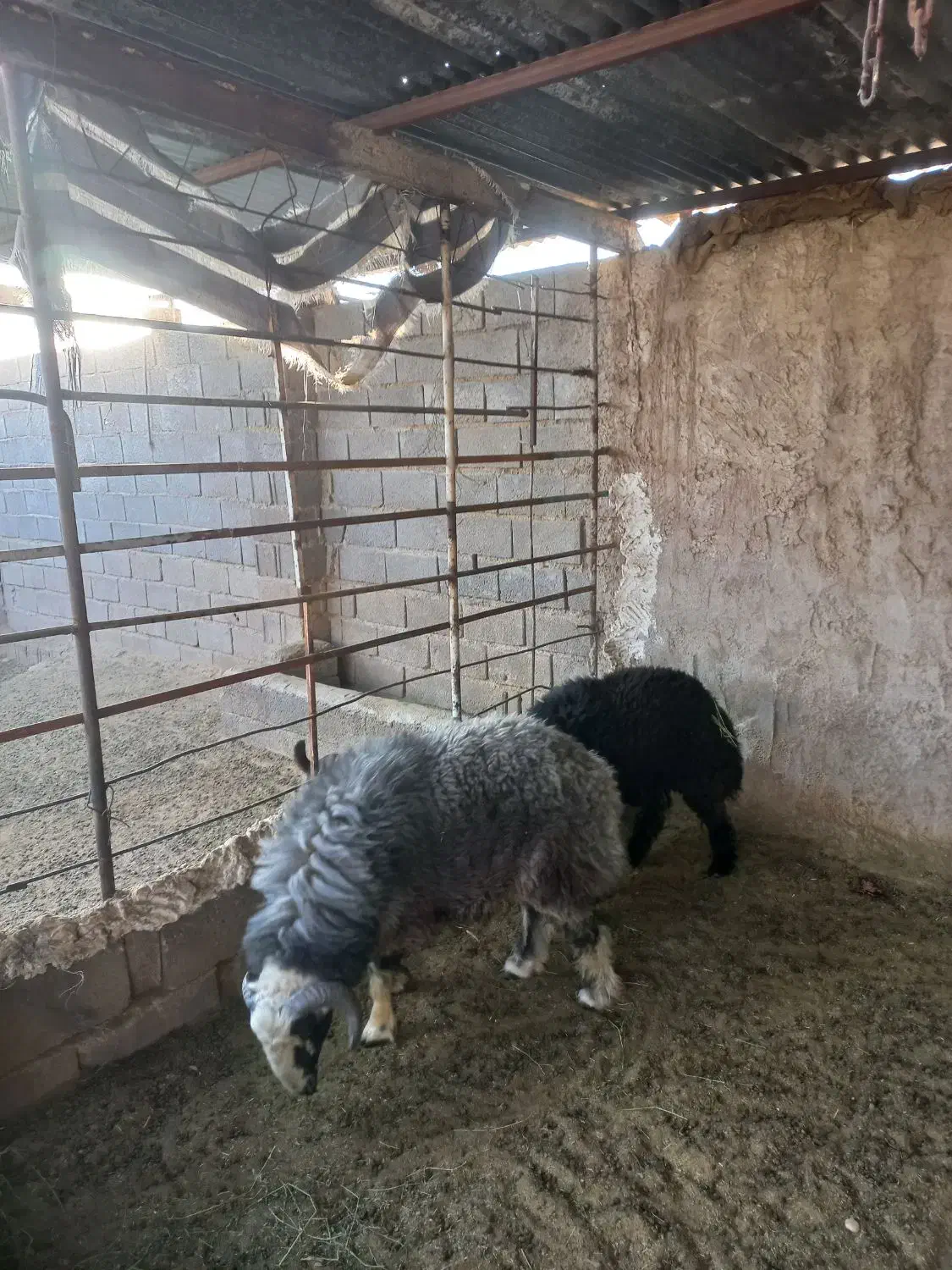 کوهه قوچ|حیوانات مزرعه|شیراز, کوشک میدان|دیوار