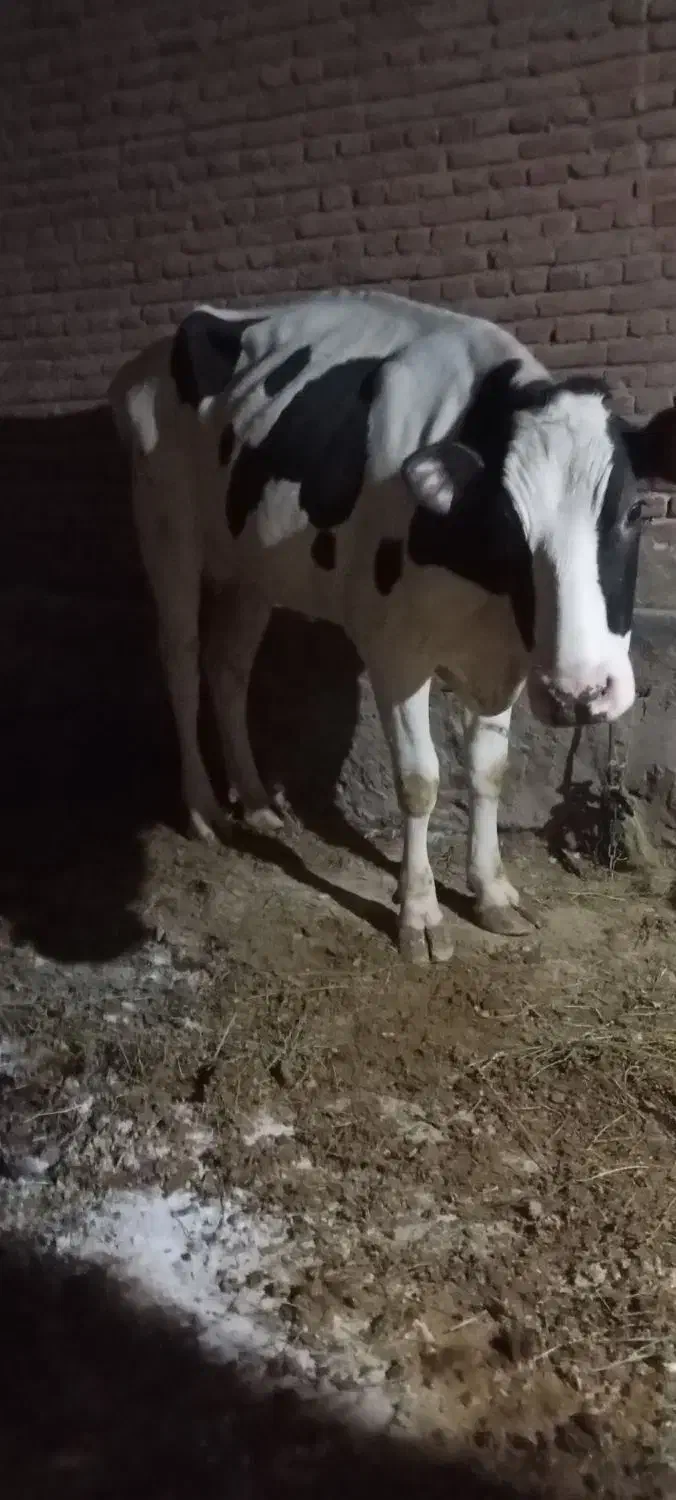 گاو ماده|حیوانات مزرعه|آذرشهر, |دیوار