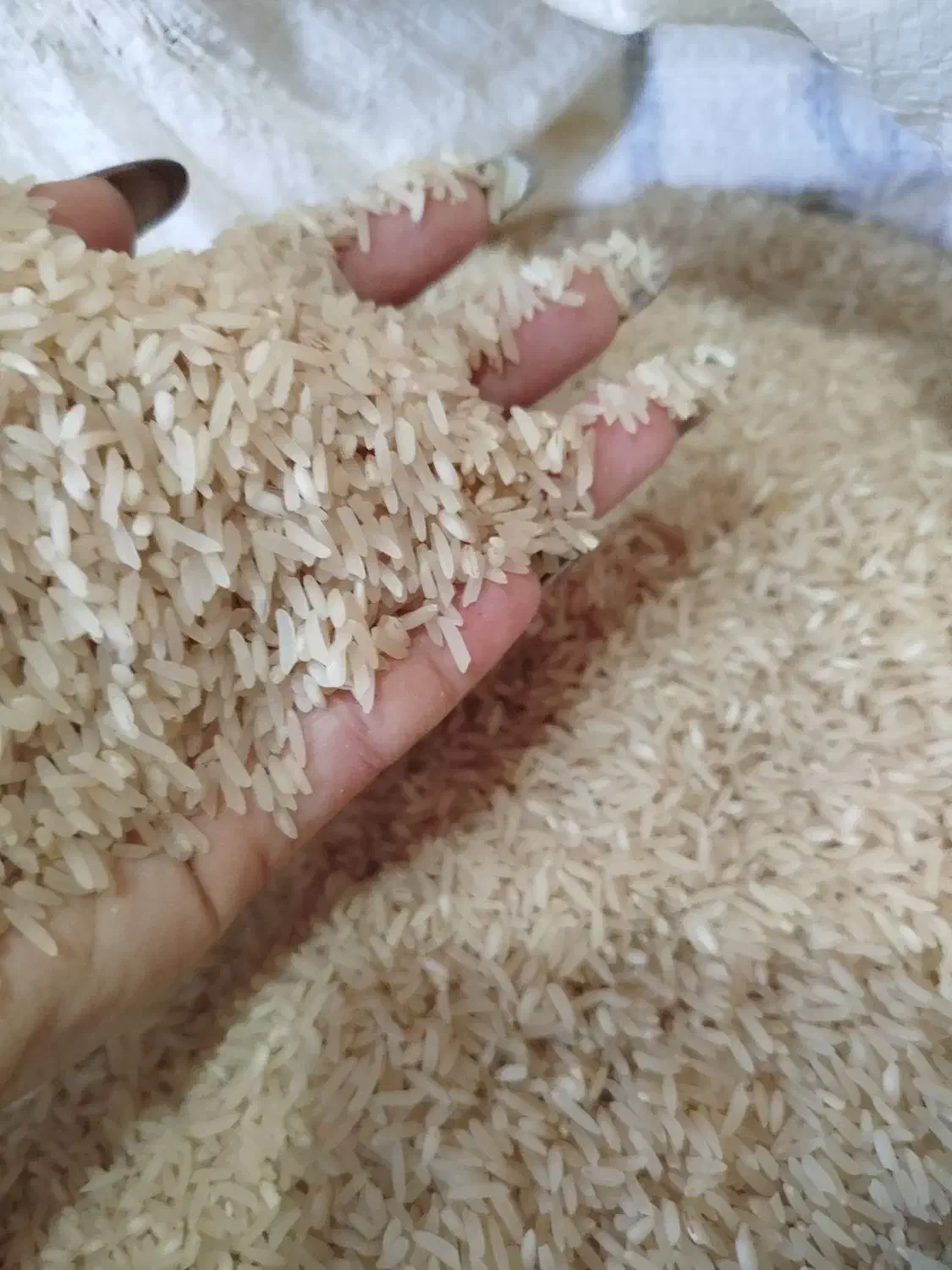 برنجامساله فجر|خوردنی و آشامیدنی|مزرعه کتول, |دیوار